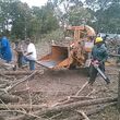 Photo #3: D & M LOGGING AND TREE SERVICE. Special on Stump Grinding 20% DISCOUNT!