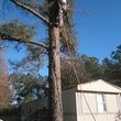 Photo #1: D & M LOGGING AND TREE SERVICE. Special on Stump Grinding 20% DISCOUNT!