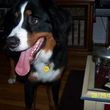 Photo #6: Dog Sitting In My Home