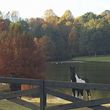 Photo #2: Horse Boarding-Stall & Pasture