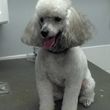 Photo #4: Hide'A'Way pet grooming
