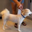 Photo #3: Hide'A'Way pet grooming