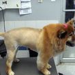 Photo #2: Hide'A'Way pet grooming