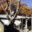 Photo #2: DFW Affordable Tree Service by Jackie
