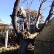 Photo #3: DFW Affordable Tree Service by Jackie