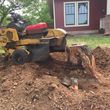 Photo #14: 811 Stump Grinding / Tree Service / Mistletoe removal