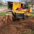 Photo #12: 811 Stump Grinding / Tree Service / Mistletoe removal
