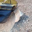 Photo #10: 811 Stump Grinding / Tree Service / Mistletoe removal