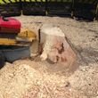 Photo #7: 811 Stump Grinding / Tree Service / Mistletoe removal