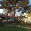Photo #2: 811 Stump Grinding / Tree Service / Mistletoe removal