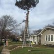 Photo #1: 811 Stump Grinding / Tree Service / Mistletoe removal