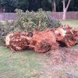 Photo #9: Farm & Ranch Tree & Brush removal. Haul off!