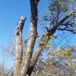 Photo #4: Incorporated, insured and Bonded Crest Tree Service