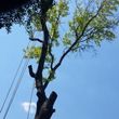 Photo #5: Incorporated, insured and Bonded Crest Tree Service