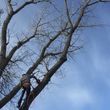 Photo #1: Rugged Cross Tree Service