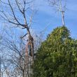 Photo #2: Rugged Cross Tree Service