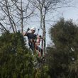 Photo #3: Rugged Cross Tree Service
