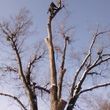 Photo #1: City of Treez Tree Service LLC