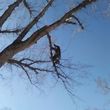 Photo #2: City of Treez Tree Service LLC