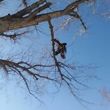 Photo #3: City of Treez Tree Service LLC