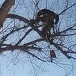 Photo #6: City of Treez Tree Service LLC
