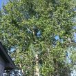 Photo #8: City of Treez Tree Service LLC
