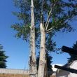 Photo #9: City of Treez Tree Service LLC