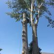 Photo #10: City of Treez Tree Service LLC