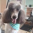Photo #2: Make Rover Over Dog Grooming