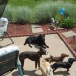 Photo #8: HOME SWEET HOME PET SITTING (Licensed)