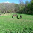 Photo #7: Horse Boarding - No Training Package Required - Wildwood Farm
