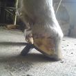 Photo #3: American Farriers Association. Certified Farrier