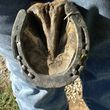Photo #4: American Farriers Association. Certified Farrier