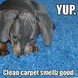Photo #1: Expert Professional Carpet Cleaning - $20 per room!