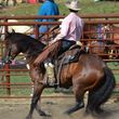 Photo #1: Horse Training & Tune Ups by Tyler Ayler