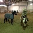 Photo #2: Horse Training & Tune Ups by Tyler Ayler