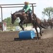 Photo #5: Horse Training & Tune Ups by Tyler Ayler