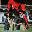Photo #1: Brelsford's K9 Academy. Dog Training/Boarding