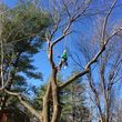 Photo #6: FULL TREE SERVICE - Dooley Bro's Lawn and Tree