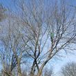 Photo #4: FULL TREE SERVICE - Dooley Bro's Lawn and Tree