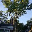 Photo #2: FULL TREE SERVICE - Dooley Bro's Lawn and Tree