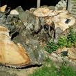 Photo #2: Tree Stump Grinding (have openings this week)