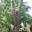 Photo #15: FREDY'S TREE SERVICES. FULLY INSURED! TREE TRIMMING AND REMOVAL