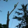 Photo #14: FREDY'S TREE SERVICES. FULLY INSURED! TREE TRIMMING AND REMOVAL