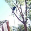 Photo #12: FREDY'S TREE SERVICES. FULLY INSURED! TREE TRIMMING AND REMOVAL