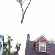 Photo #11: FREDY'S TREE SERVICES. FULLY INSURED! TREE TRIMMING AND REMOVAL
