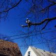 Photo #10: FREDY'S TREE SERVICES. FULLY INSURED! TREE TRIMMING AND REMOVAL