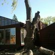 Photo #9: FREDY'S TREE SERVICES. FULLY INSURED! TREE TRIMMING AND REMOVAL