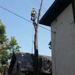 Photo #8: FREDY'S TREE SERVICES. FULLY INSURED! TREE TRIMMING AND REMOVAL