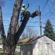 Photo #6: FREDY'S TREE SERVICES. FULLY INSURED! TREE TRIMMING AND REMOVAL